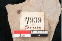 Foto (Detailansicht) von Banksia haeringiana Ettingshausen (NHMW-GEO-2024-0188-7939)